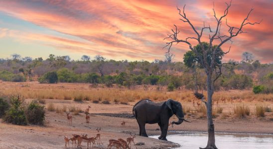 A horseback safari in Kenya