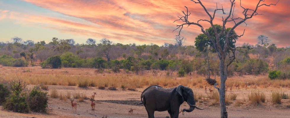 A horseback safari in Kenya