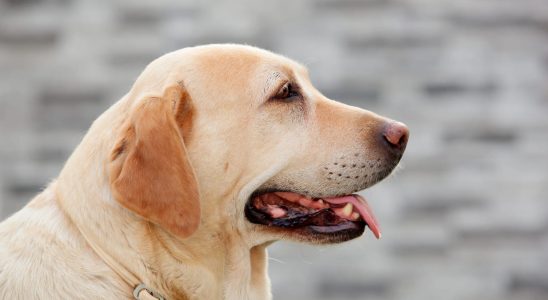 A labrador adopts this orphaned animal and takes care of