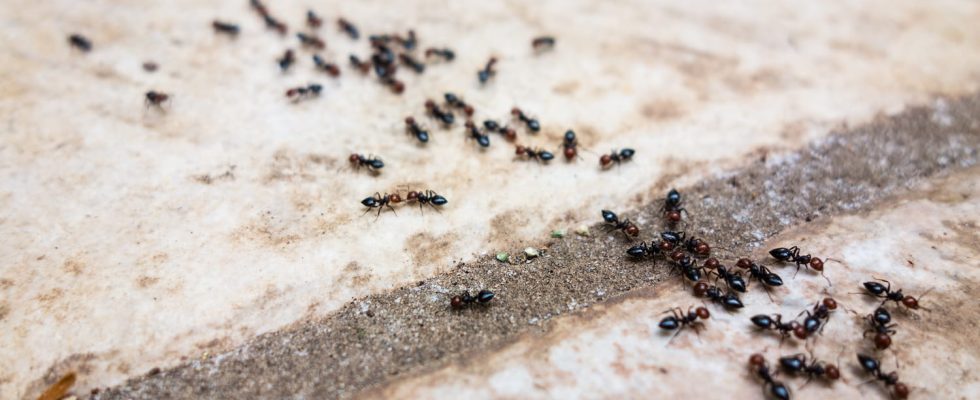 Ants are back this easy and cheap trick will stop