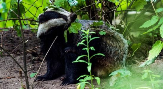 Badger is allowed to stay at Oude Tempel Soesterberg Soest