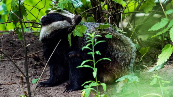 Badger is allowed to stay at Oude Tempel Soesterberg Soest