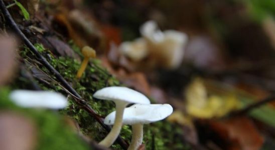 Be careful when consuming mushrooms It can poison the body