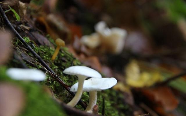 Be careful when consuming mushrooms It can poison the body