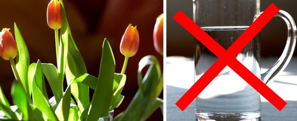 Common Housewife Tricks Can Ruin Your Tulips Kills