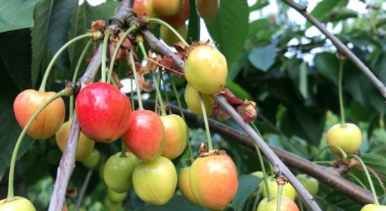 Environment or cherries with the ban on pesticides the grower