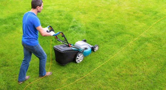 Gardeners use a cotton swab to mow their lawn