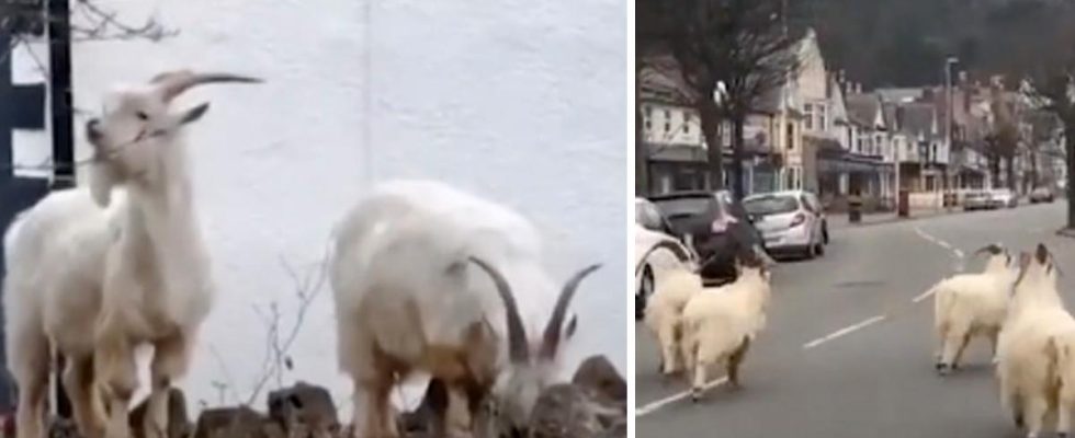 Goats that took over streets in Wales have died after