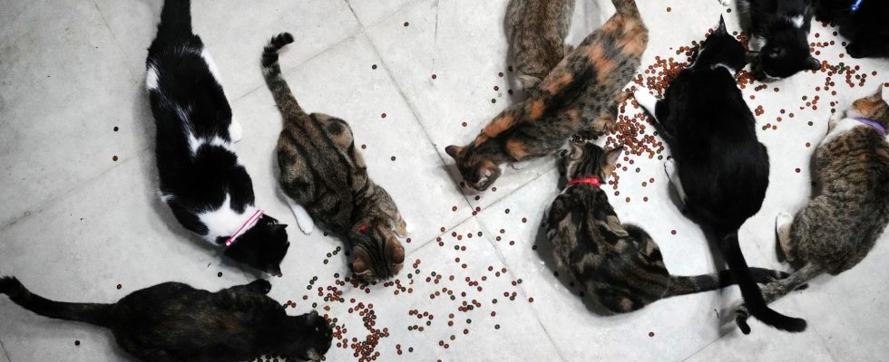 Had 159 cats in apartment – ​​French couple sentenced