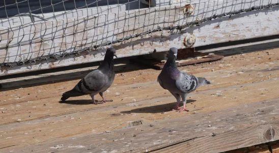 Have you ever wondered why we dont see young pigeons