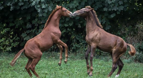 Horse remedy blacklist… The infinite world of figurative meanings –