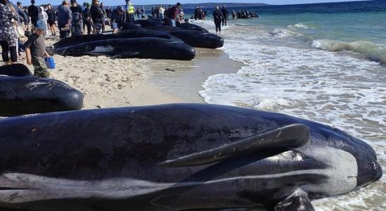 Hundreds of them washed ashore Remaining images of giant pilot