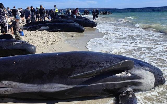 Hundreds of them washed ashore Remaining images of giant pilot