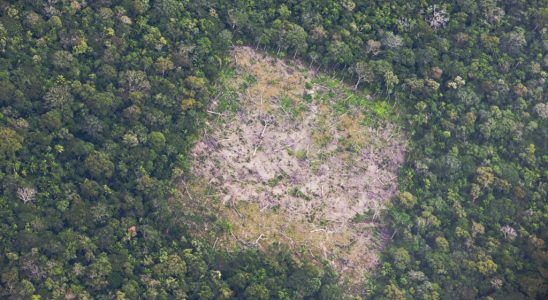 In Bolivia deforestation reaches peaks with the blessing of the