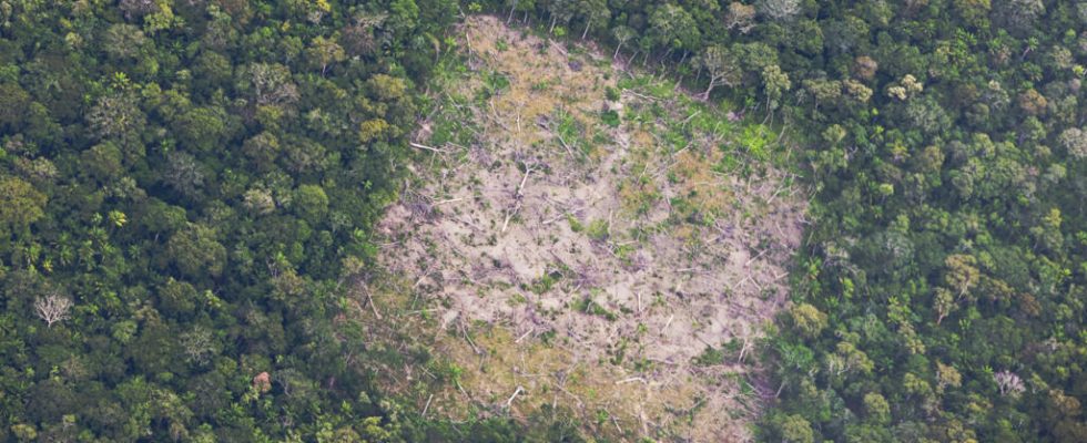 In Bolivia deforestation reaches peaks with the blessing of the