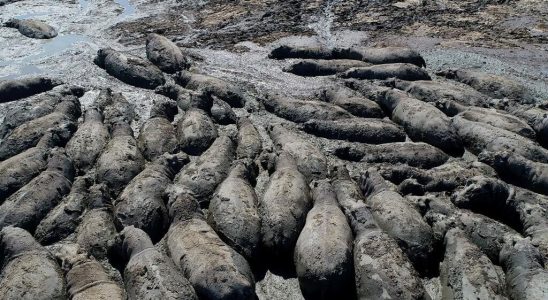 In Botswana drought is critical for hippos a critically endangered