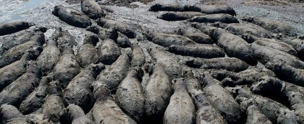 In Botswana drought is critical for hippos a critically endangered