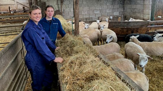 In Maarssen they hope that a vaccine against bluetongue will