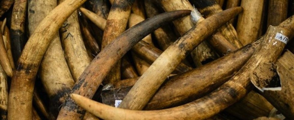 Internet ivory trade continues in the EU despite restrictions