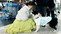 Istanbul airport hires therapy dogs to provide support to stressed