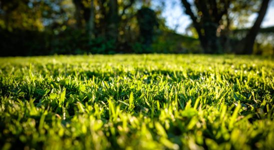 Its the best time to mow yet few people take