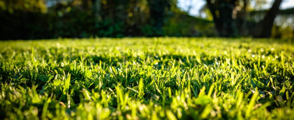 Its the best time to mow yet few people take