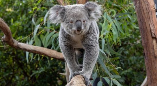 Koalas arrived in Ouwehands Transport of animals is always quite