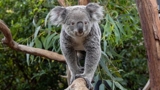 Koalas arrived in Ouwehands Transport of animals is always quite