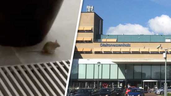 Mice problem in the hospital vermin in the Diakonessenhuis restaurant