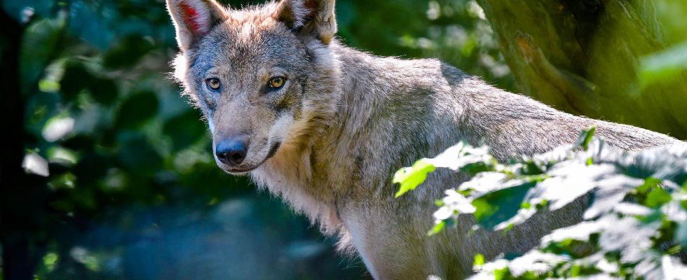 New protection hunt for the Scanian wolf