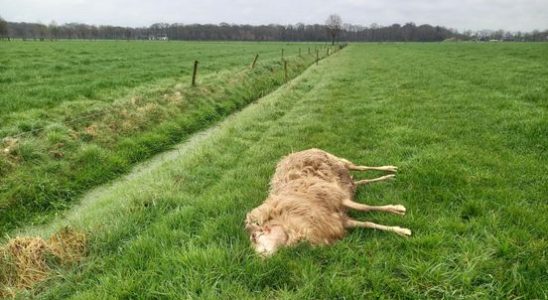 Nine dead sheep found at estate in Leusden suspected wolf