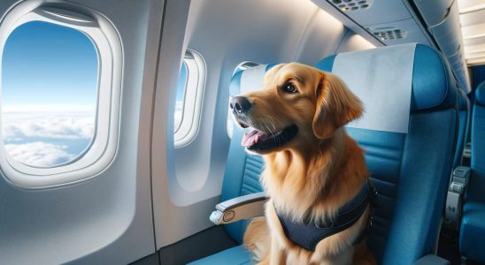 No more crates in the hold This airline lets dogs