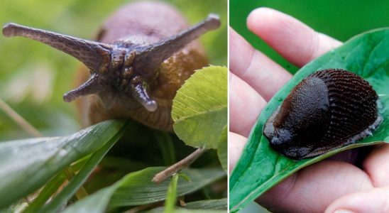 Now the killer snails are back – unusually early