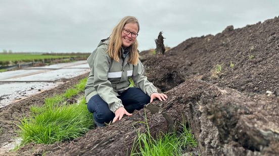 Peat soil Willeskop preserved trees from primeval forests that are