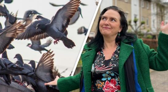 Screaming crazy about pigeons residents in Houten hope they will