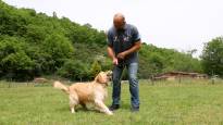 See how our reporter goes jogging with his dog among