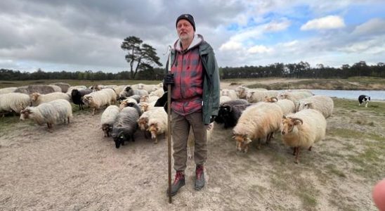 Sheep shepherd back at Heidestein in Zeist this is going