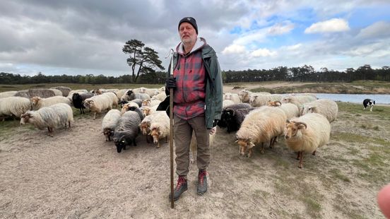 Sheep shepherd back at Heidestein in Zeist this is going