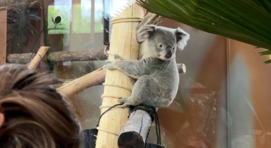 Sooo cute The public welcomes three koalas in Ouwehands with