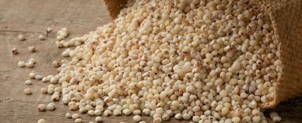 Sorghum does this cereal really help reduce belly fat