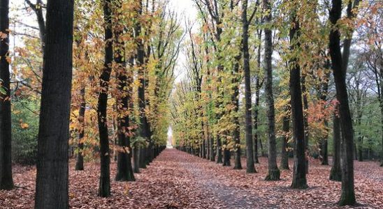 Strong criticism of plans to cut back on pruning in