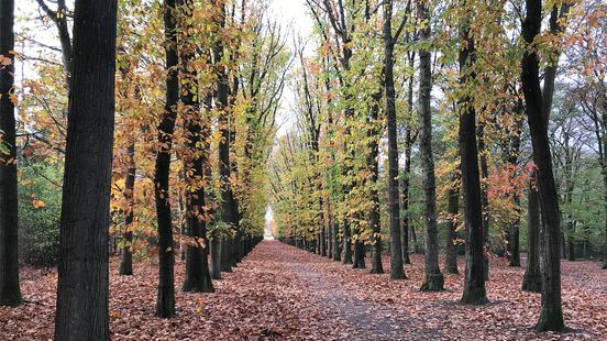 Strong criticism of plans to cut back on pruning in