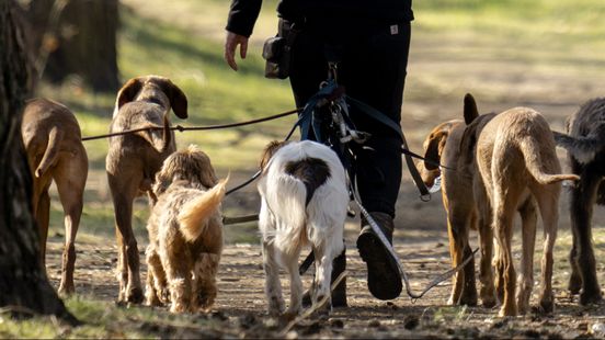 Ten dogs dead in luxury guesthouse in Woudenberg police are