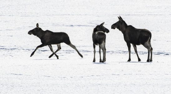 The audience of the great moose migration is studied in