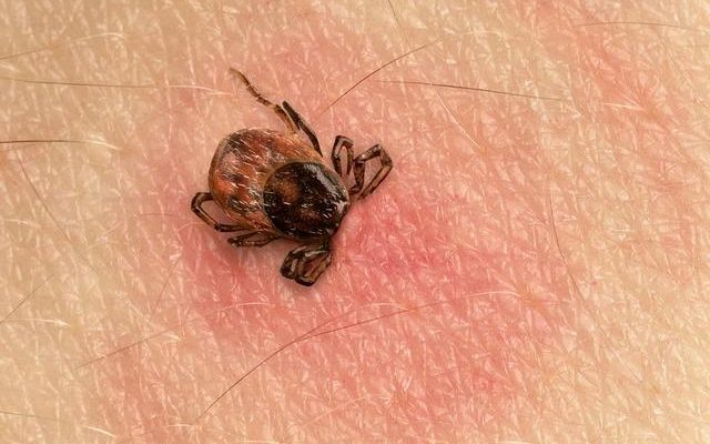 The first tick case of the year was seen Experts