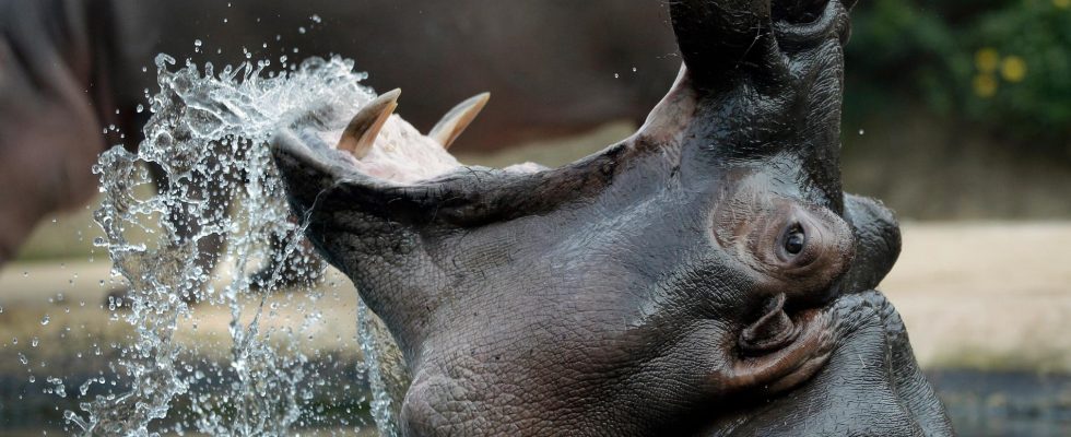 The male hippo at the zoo was female