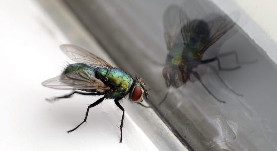 This fly trap is really effective two kitchen products