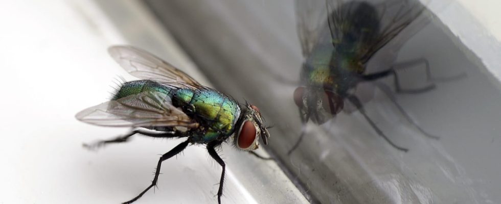 This fly trap is really effective two kitchen products