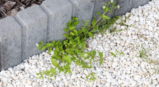 This is the easiest method to kill weeds naturally without