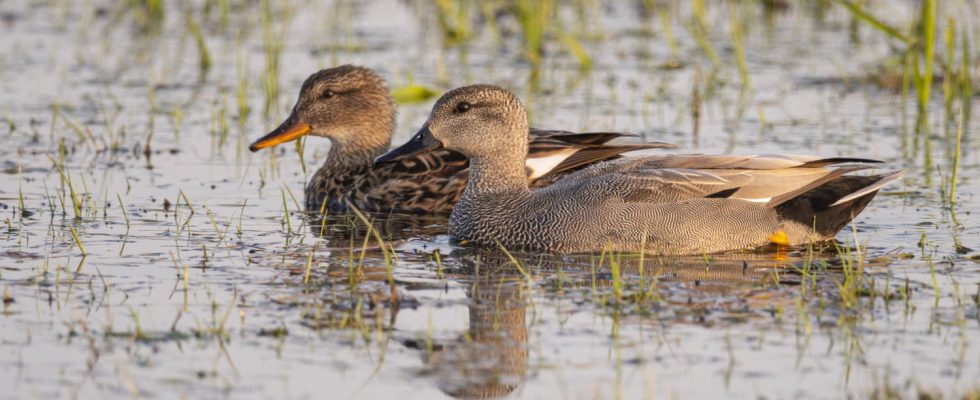 This very common behavior with birds is however prohibited and